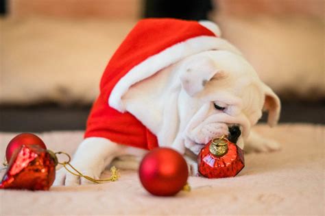Dog gifts for christmas. Things To Know About Dog gifts for christmas. 